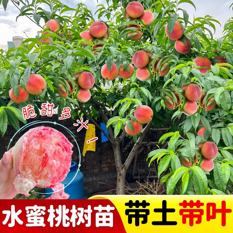 早熟水蜜桃树苗嫁接黄桃树苖树当年结果南方北方种植树苗桃树果苗
