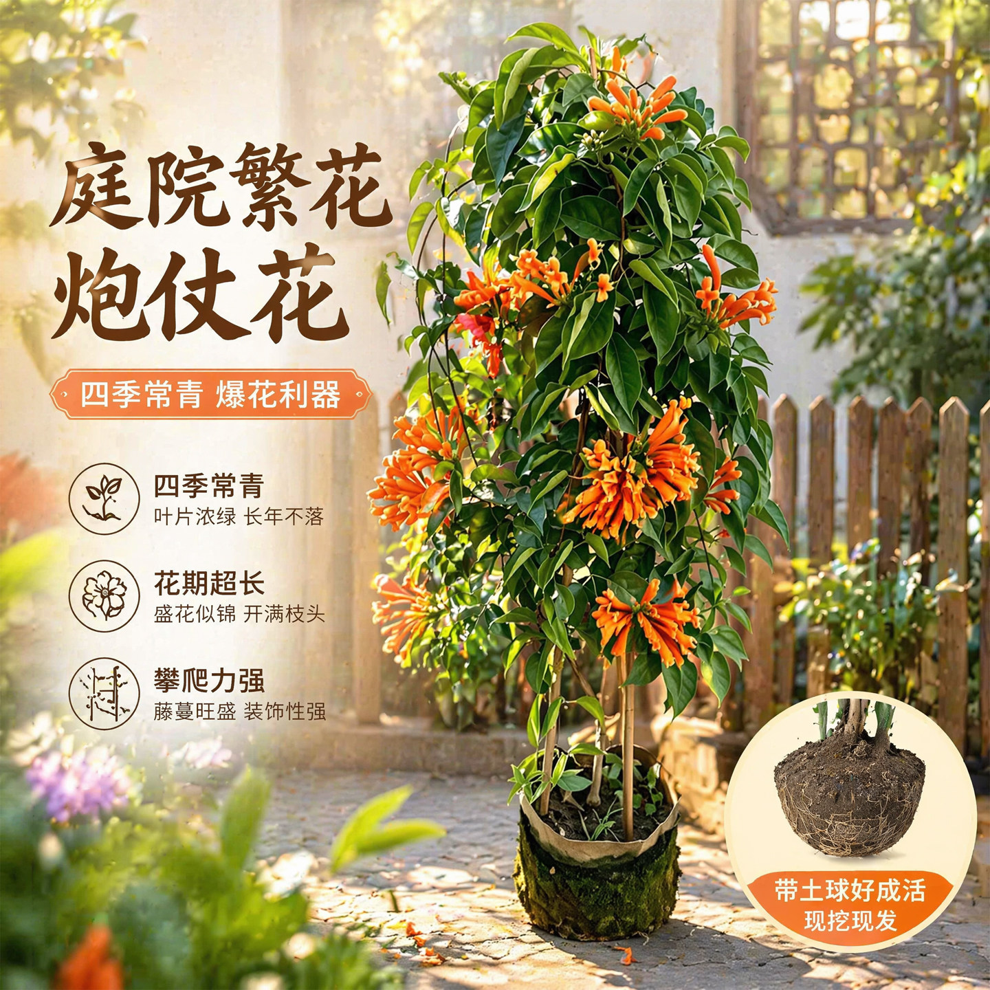 炮仗花苗爬藤植物常青鞭炮花苗大苗花苗攀援花卉红爆竹花围墙花苗