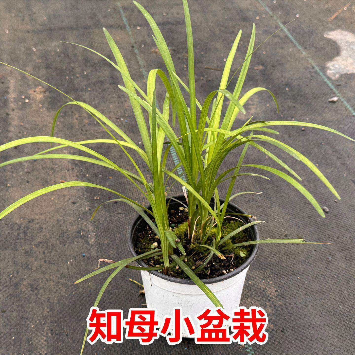 新鲜知母盆栽种苗参根苗毛知母耐寒阳台庭院中草药苗蝴蝶花扁担竹