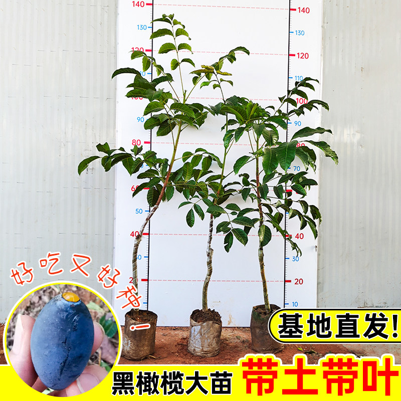 黑橄榄树苗带土带叶包成活