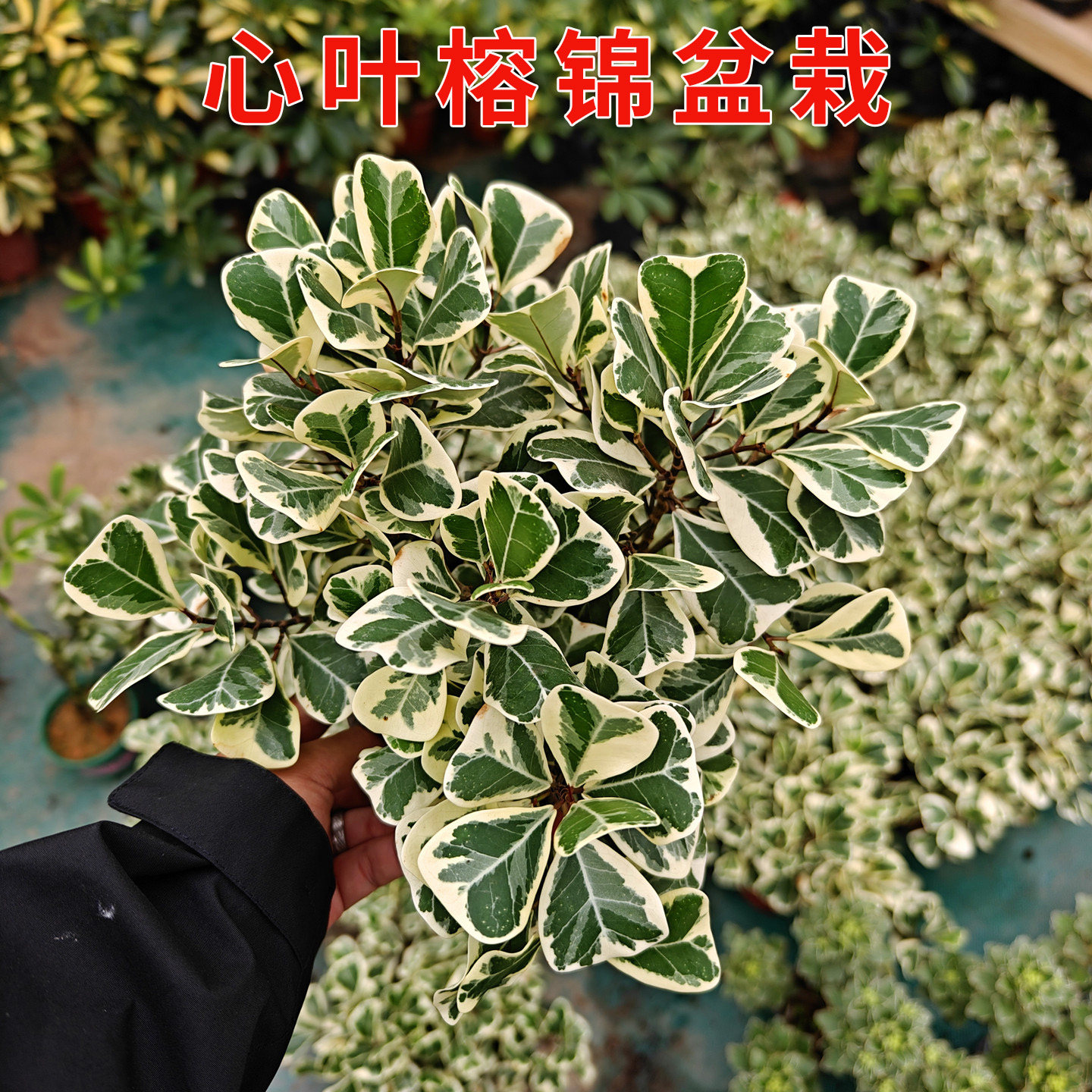 心叶榕锦盆栽花叶三角榕树观叶绿植庭院阳台种植基地直发带土带叶