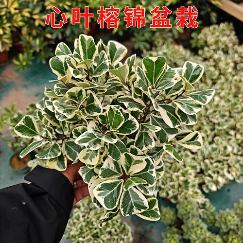 心叶榕锦盆栽花叶三角榕树观叶绿植庭院阳台种植基地直发带土带叶