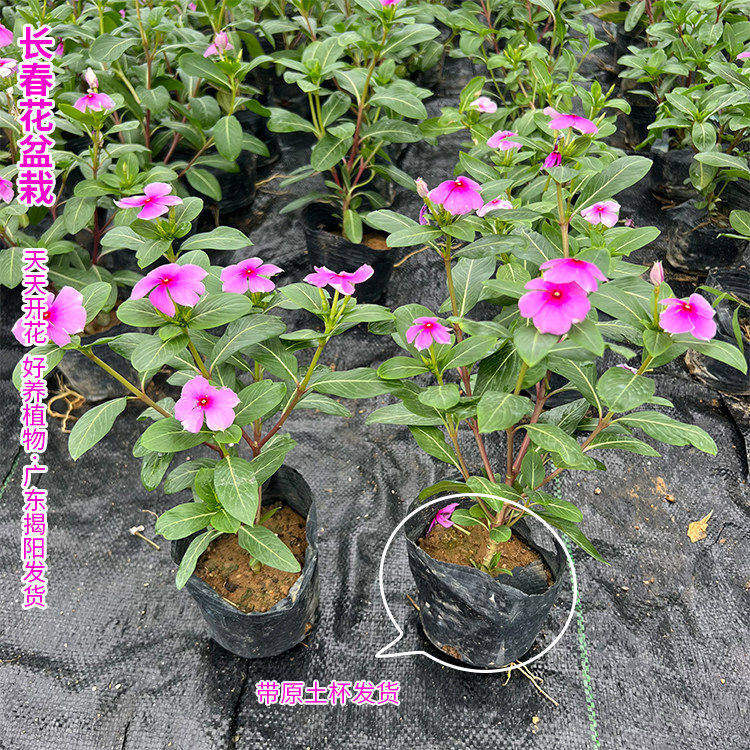 长春花苗日日春五瓣梅盆栽苗耐热耐旱花期长开花多五叶梅花苗阳台