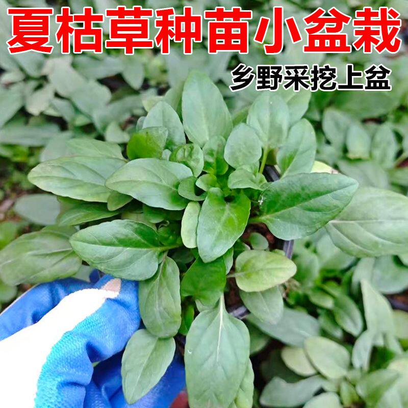 夏枯草苗药材苗山野明目药用新鲜现种挖野菊花盆栽绿植盆栽老品种
