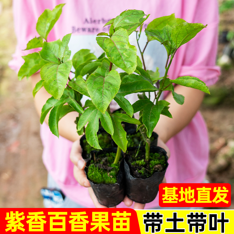 四季结果纯甜黄金百香果苗