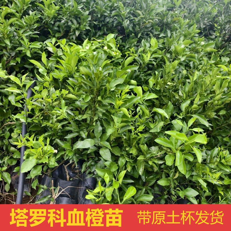 塔罗科血橙苗嫁接苗血橙树嫁接纽荷尔脐橙树苗柑橘嫁接苗庭院可种