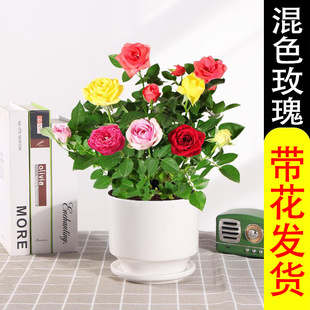 玫瑰花树苗带花盆栽植物室内花卉四季开花鲜花桌面易活绿植月季花