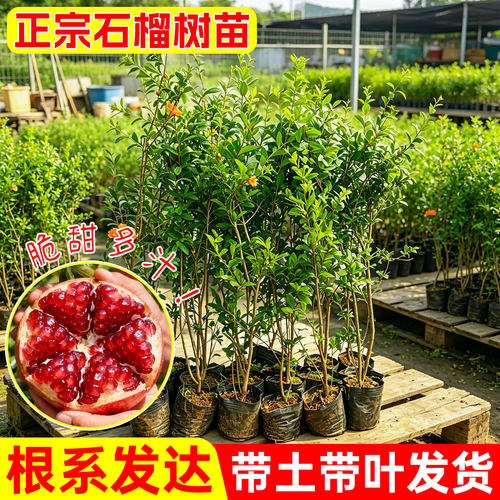 石榴果树苗突尼斯软籽石榴高产