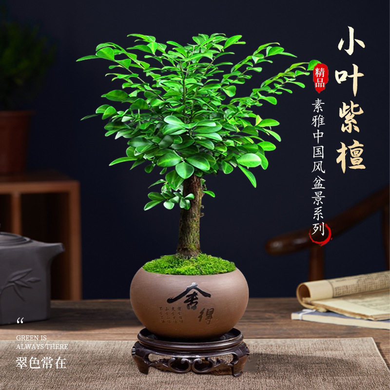 小叶紫檀盆景绿植盆栽室内办公室