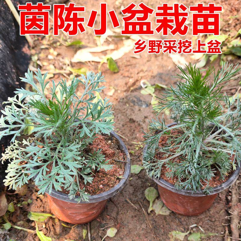 新鲜茵陈苗药材种苗现挖现发乡野茵陈种苗白蒿种苗陈蒿苗棉茵陈苗