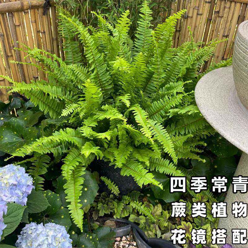 肾蕨盆栽蕨类植物波士顿室内鸟巢