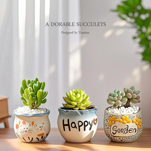 多肉植物组合室内小盆栽带陶瓷花盆土老桩高端仙人球绿植盆栽