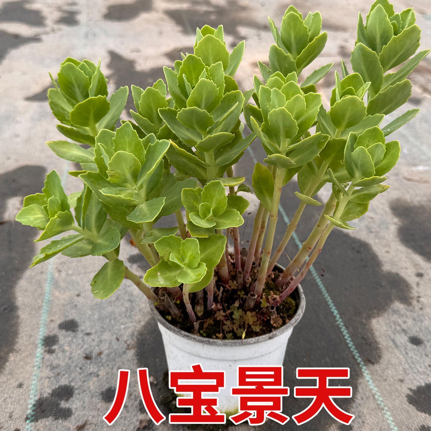 八宝景天宿根花卉三七景天止痒疼化瘀防蚊蝎子草多年生草本中草药