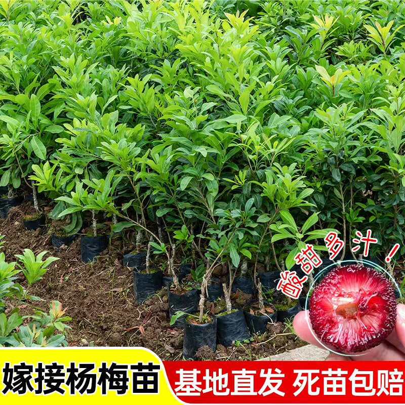 嫁接黑炭杨梅树苗特大东魁杨梅苗当年结果南北方四季种植盆栽地栽