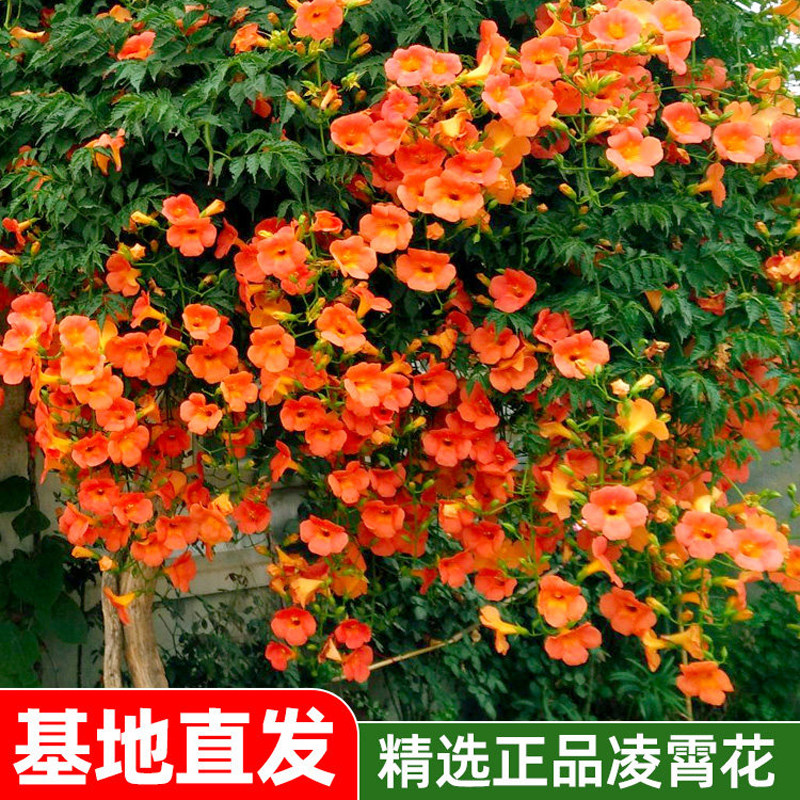 凌霄花大苗爬藤植物耐寒老桩树苗美国室外庭院墙粉色炮仗花卉植物