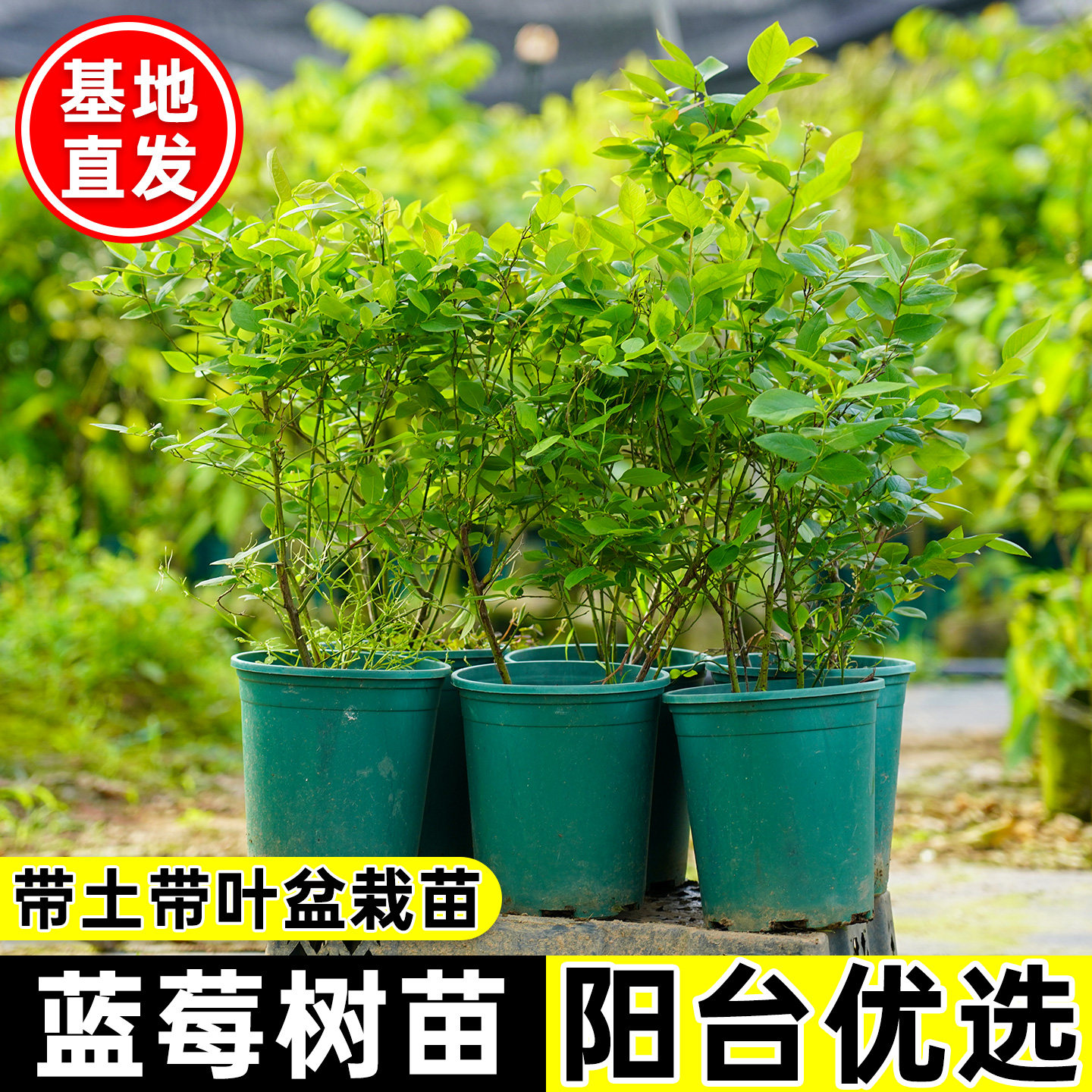 蓝莓树果苗盆栽地栽带花带果苗蓝莓苗南北方种植苗兔眼绿宝石果树