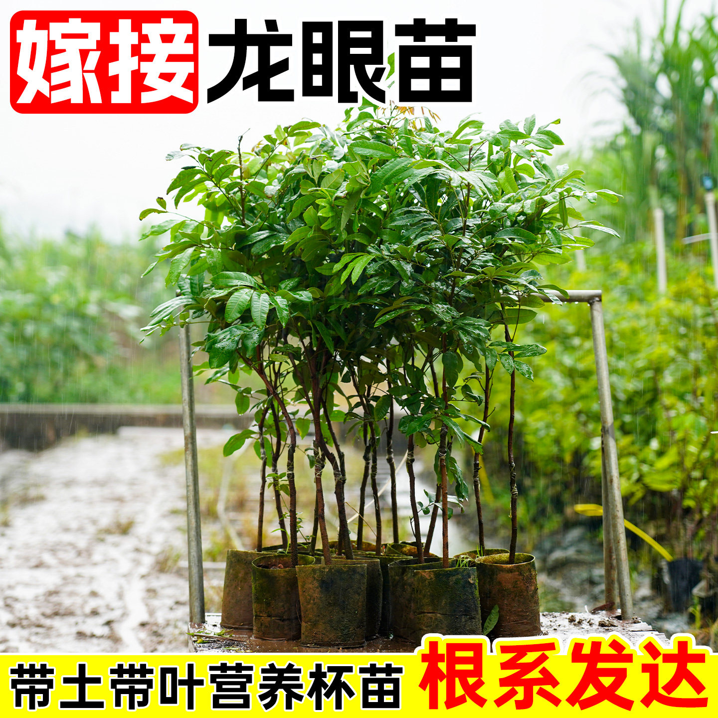 龙眼树苖石硖储良四季营养杯苗南方种植特大嫁接苗木庭院水果树苗