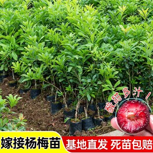 嫁接黑炭杨梅树苗特大东魁杨梅苗当年结果南北方四季种植盆栽地栽