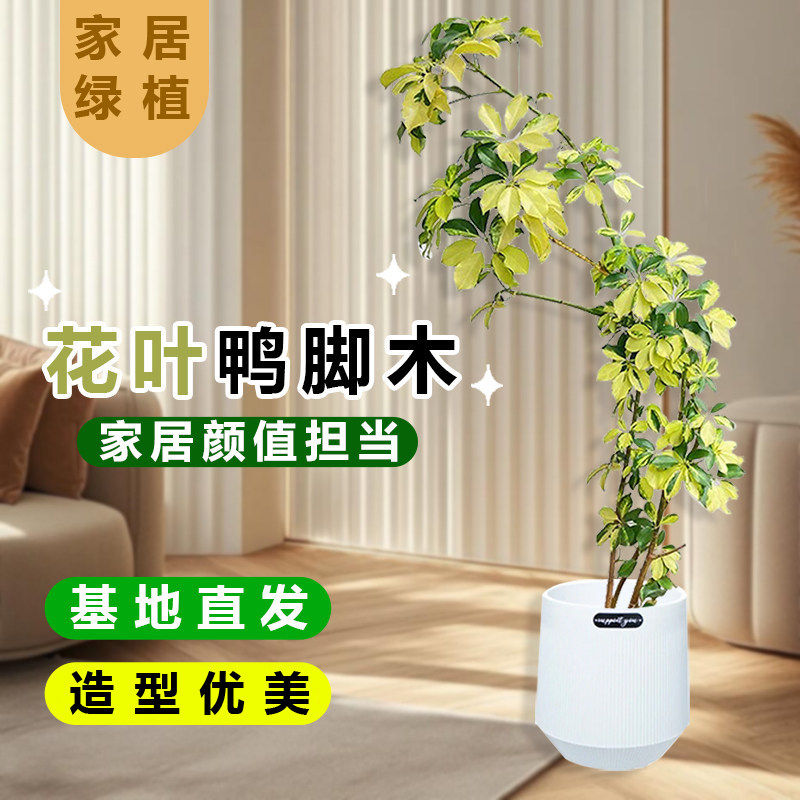 花叶鸭脚木S弯植物观叶植物室内花净化空气盆栽鸭掌木办公桌植物