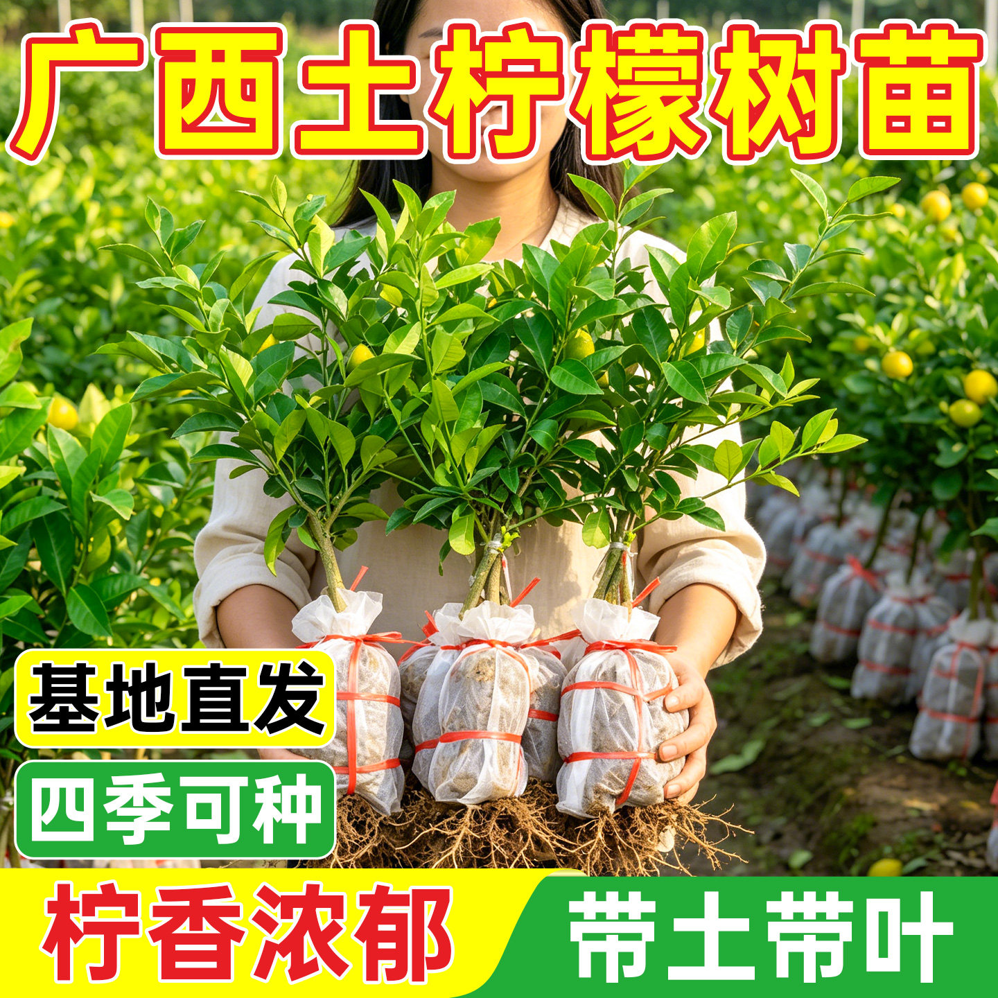 广西本地薄皮柠檬树苗