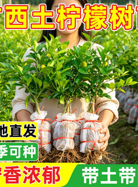 广西本地薄皮柠檬树苗