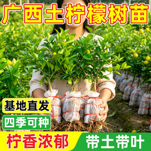 正品土柠檬树苗牛脚子苗广西本地薄皮柠檬厨房大料泡制咸柠檬
