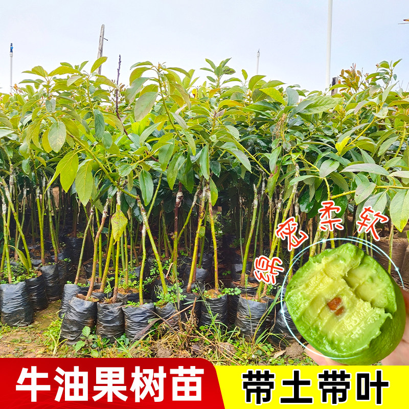 正宗哈斯牛油果嫁接苗盆栽地栽