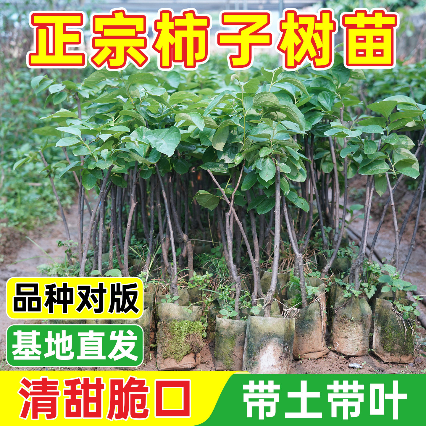 甜脆柿子树苗当年结果太秋嫁接冰糖心柿子果树苗南北种植甜柿子苗