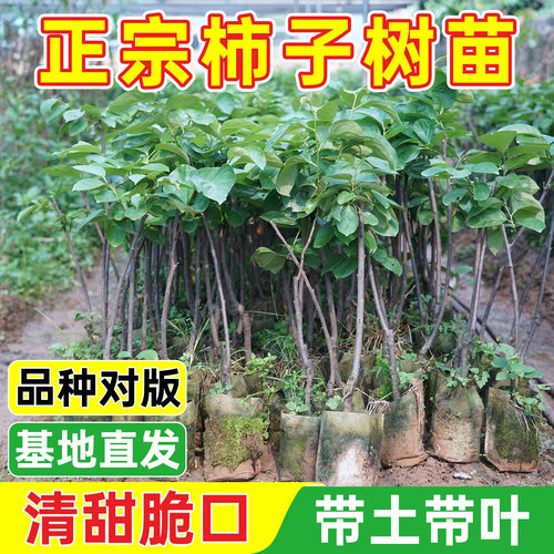 柿子树苗嫁接树苗甜柿子苗