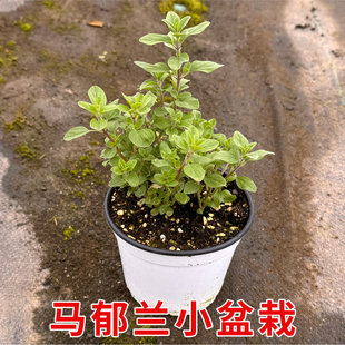 马郁兰盆栽苗可食用香草料理马约兰芳香甜马玉兰四季阳台宿根植物