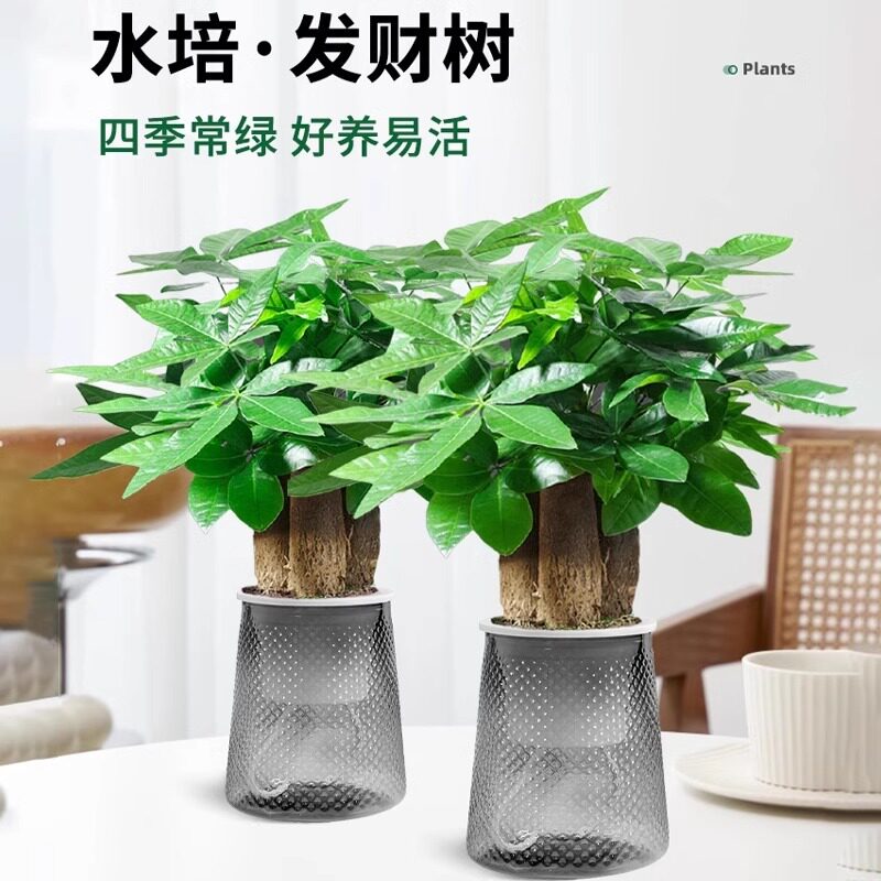 发财树盆栽办公室小绿植摆件花卉水培植物室内桌面好养招财树盆景