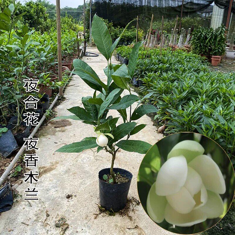 夜合花苗夜香四季阳台庭院室外绿植物木兰树苗夜百合花卉盆栽绿植