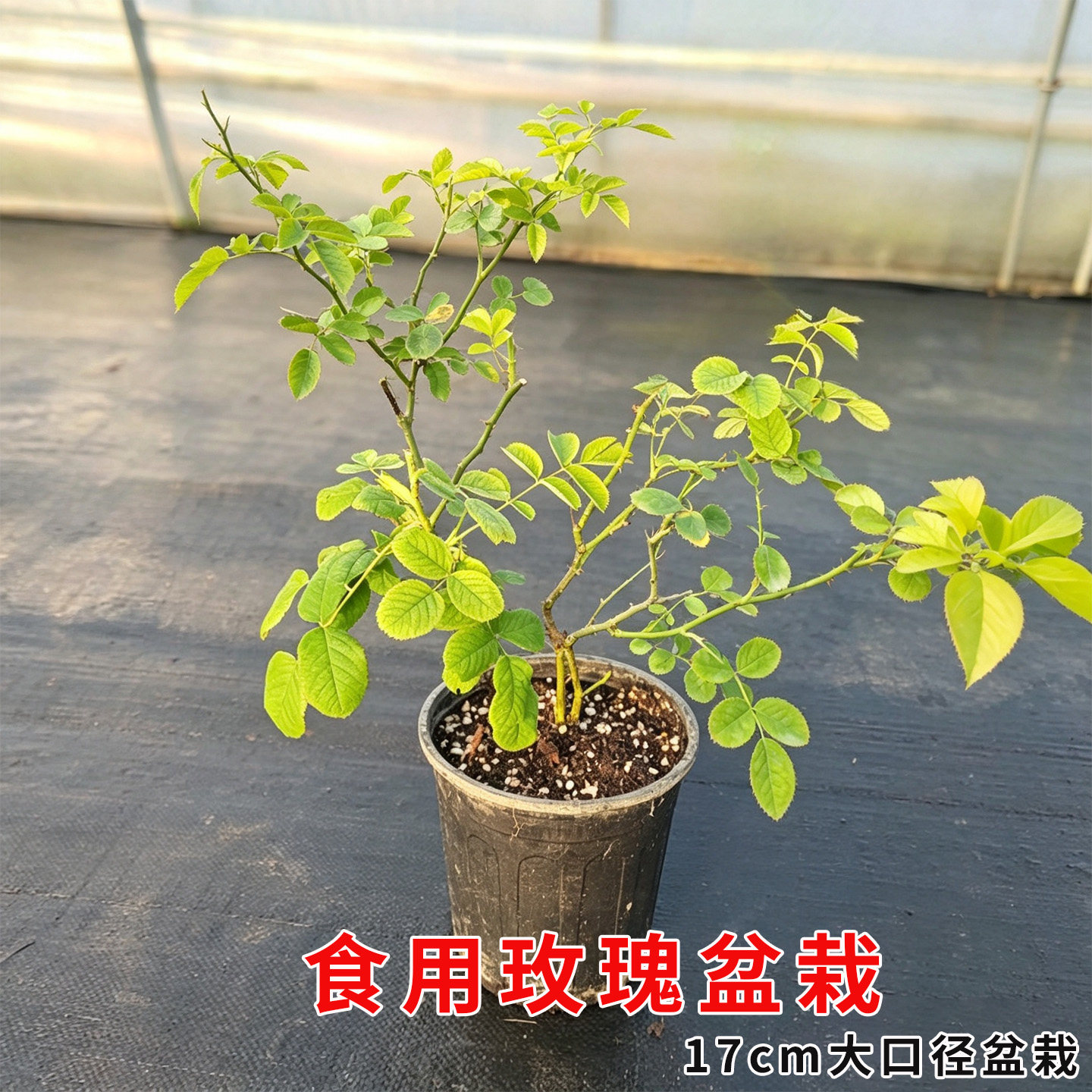 可食用玫瑰盆栽新鲜带盆栽好可泡水可做鲜花可做果酱墨红基地直发