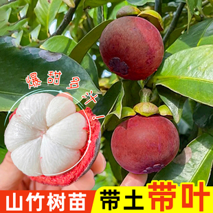 嫁接岭南山竹树苗泰国进口无籽山竹果树果苗黄金山竹树苗盆栽地栽