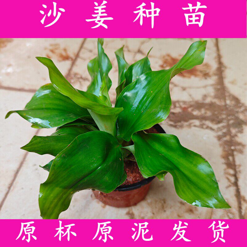 正宗沙姜种苗山奈盆栽