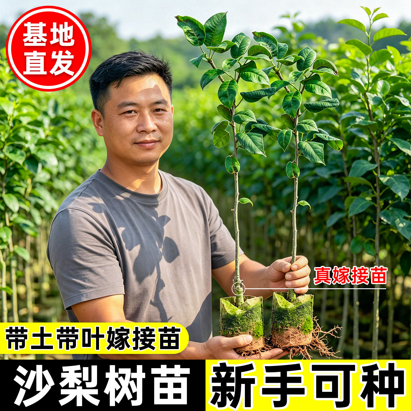 嫁接桂花梨树苗带土带叶