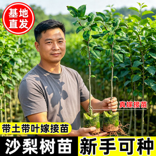 沙梨树苗桂花梨树苗盆栽地栽岭南嫁接大苗带土带叶南北方庭院种植