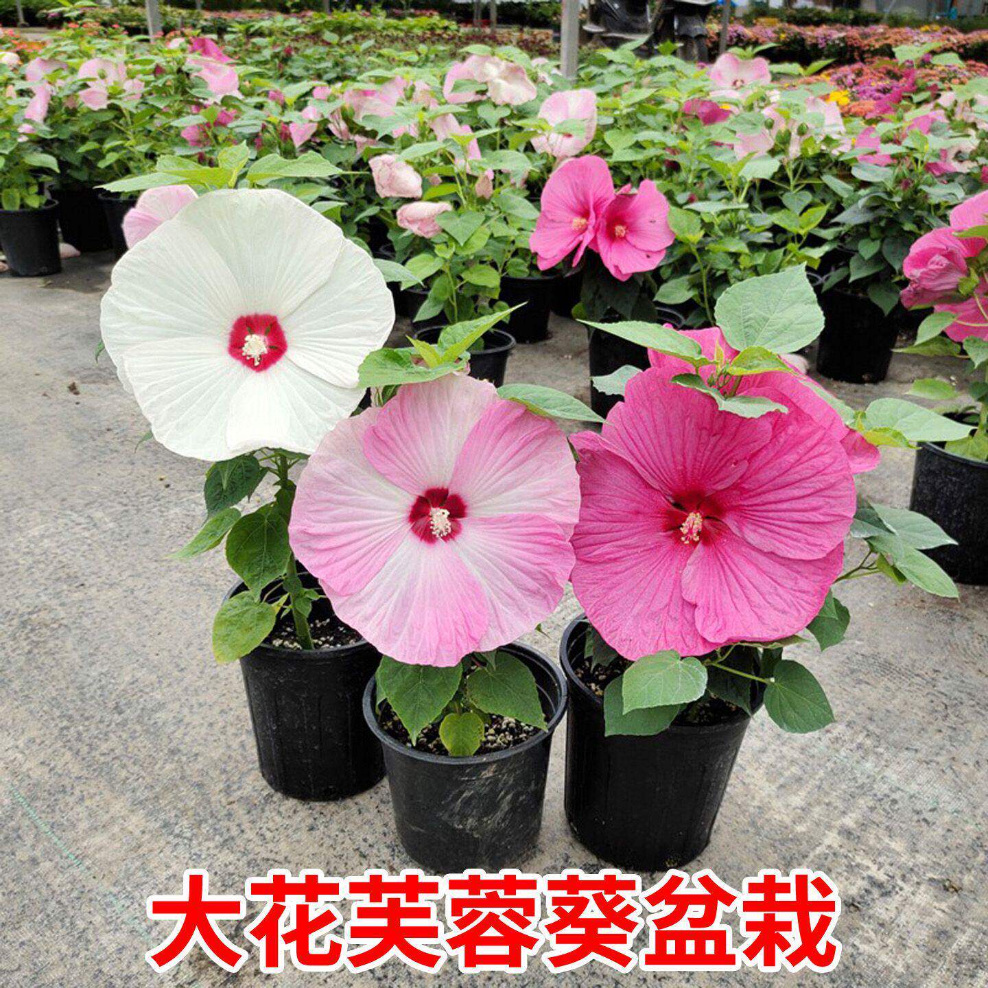 大花芙蓉葵盆栽锦葵花卉阳台庭院花园多年生耐寒耐热晒花期长植物