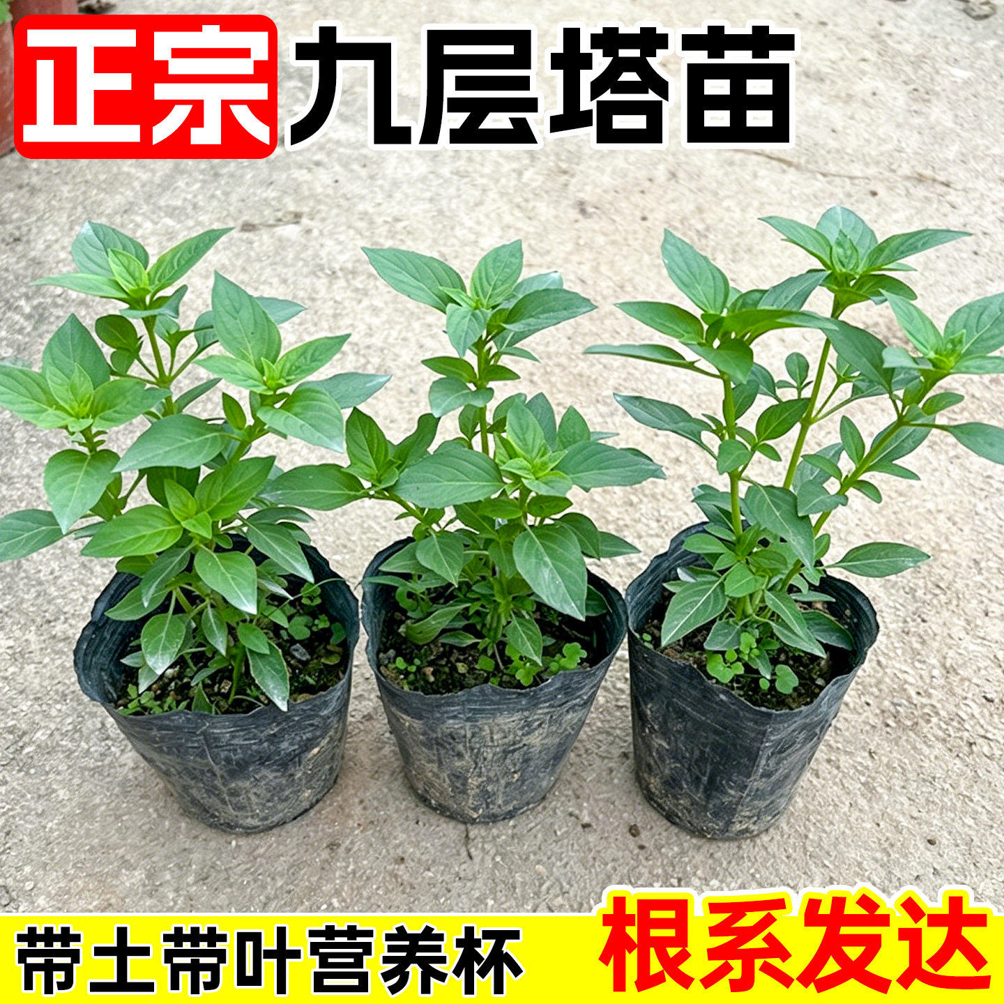 正宗潮汕金不换苗食用九层塔盆栽鱼香菜苗罗勒海鲜调料菜香料植物