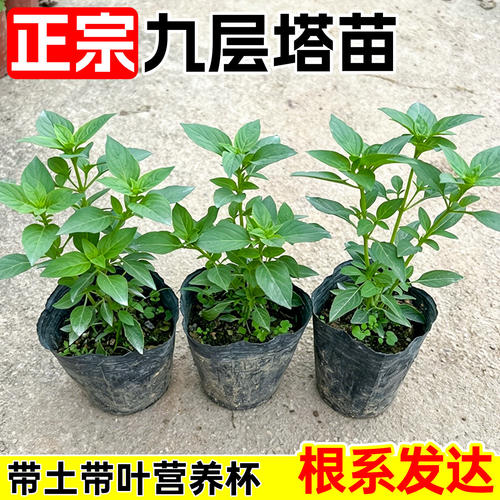 正宗潮汕金不换苗食用九层塔盆栽鱼香菜苗罗勒海鲜调料菜香料植物