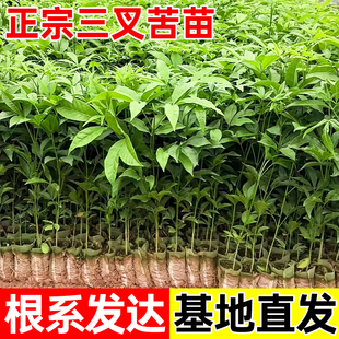 三叉苦树苗三桠苦正宗三丫苦药材种子苗落叶鸡骨树苗带土广西发货
