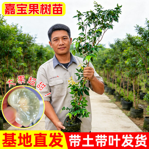 嘉宝果树苗四季红飞艾斯卡沙巴
