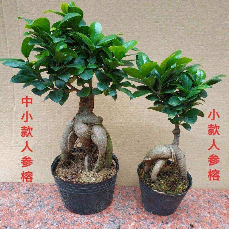 人参榕树盆景植物老桩苗室内树苗 大型S弯小叶榕四季常青树桩绿植
