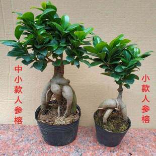 人参榕树盆景植物老桩苗室内树苗 大型S弯小叶榕四季常青树桩绿植