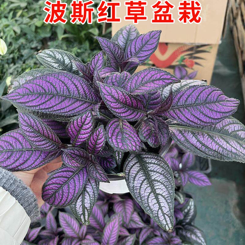 波斯红草红贝马蓝梦幻紫色叶观叶植物阳台多年生盆栽绿植基地直发