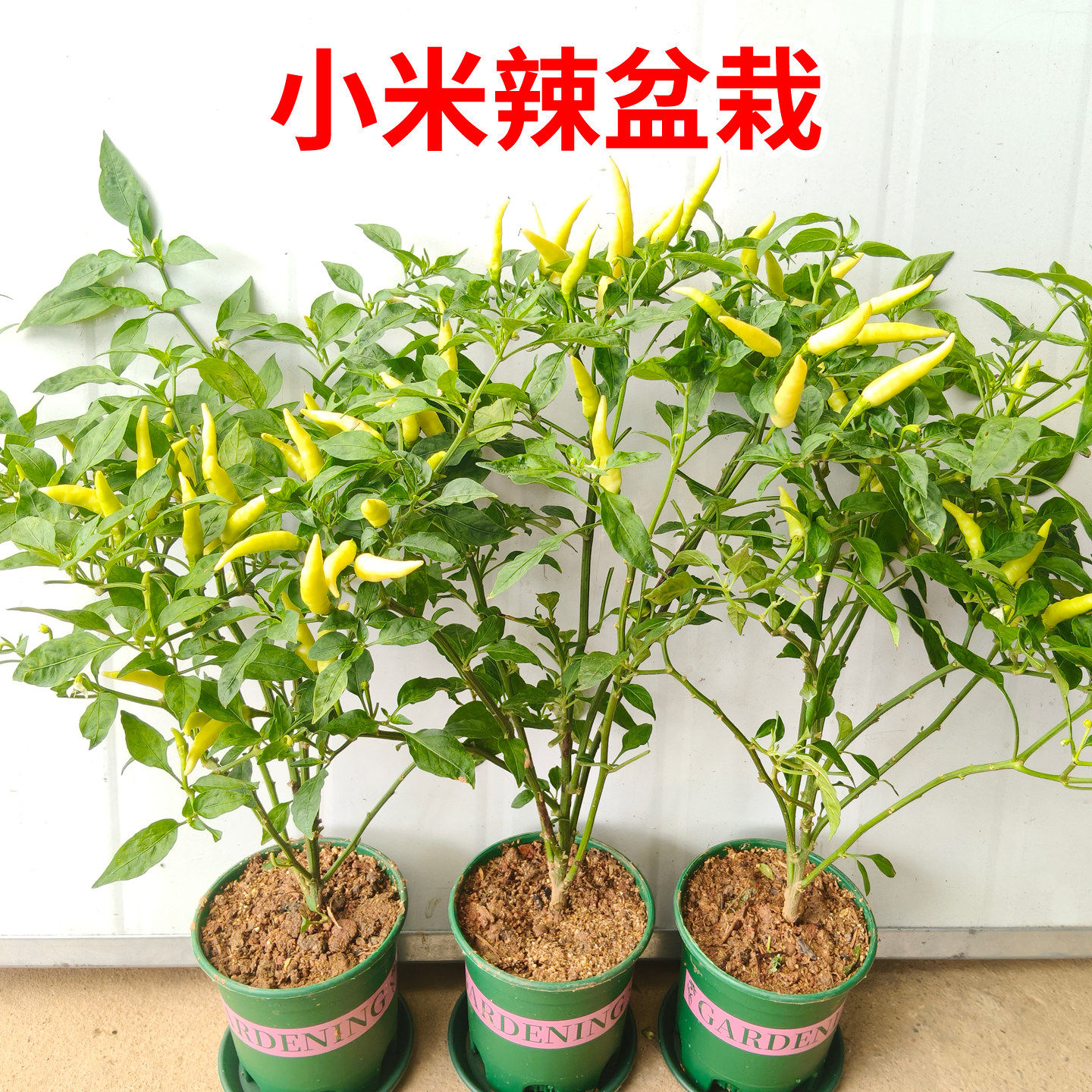 黄色小米辣苗超辣小米椒早熟辣椒阳台种植盆栽四季农家蔬菜苗带土