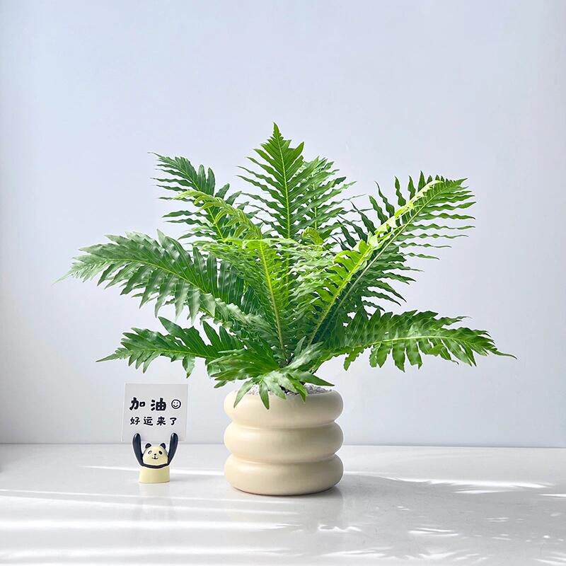 富贵蕨乌毛蕨科植物四季常青网红ins蕨类观叶绿植室内北欧风花卉