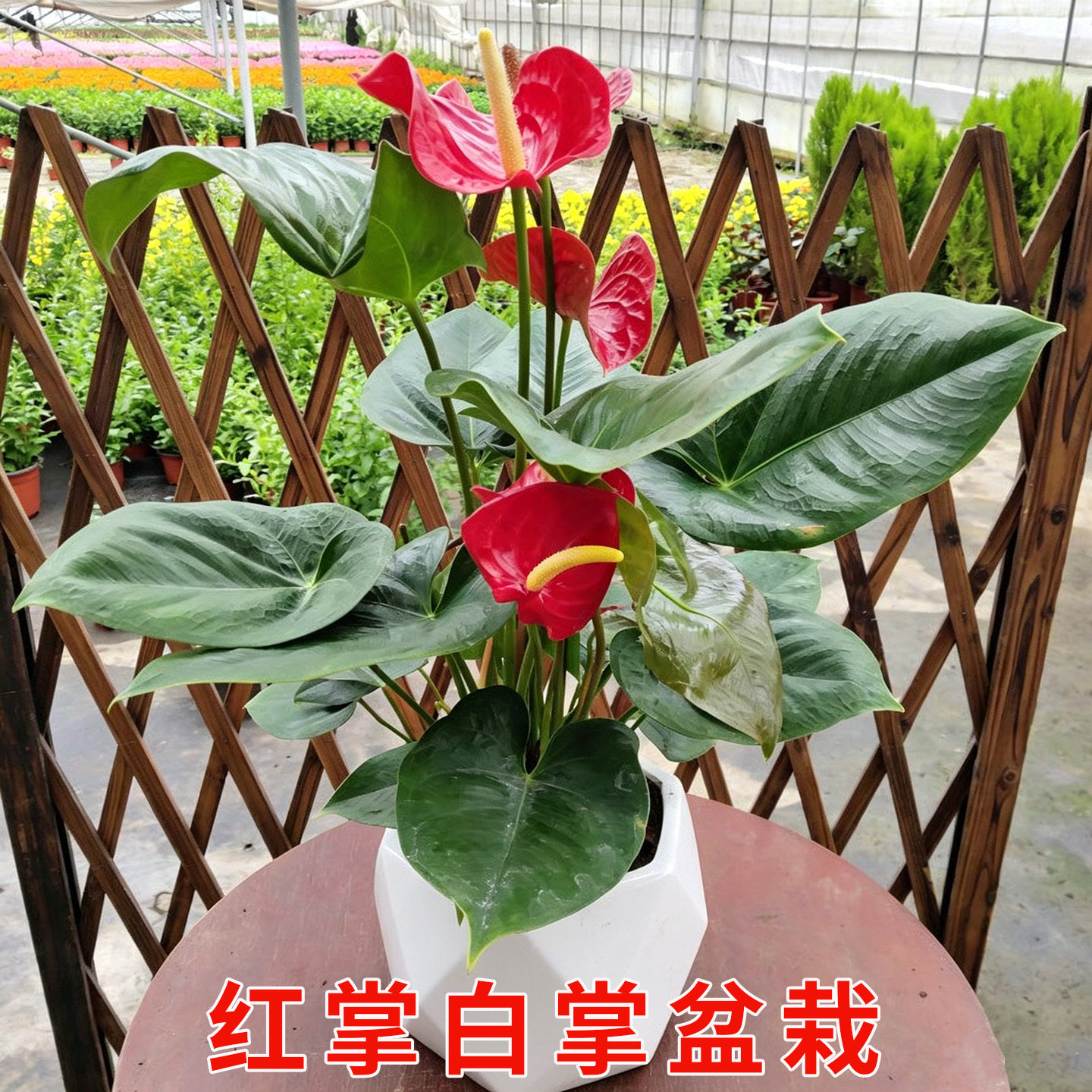 红掌花卉盆栽白掌水培植物庭院阳台种植盆栽绿植基地直发带土带叶
