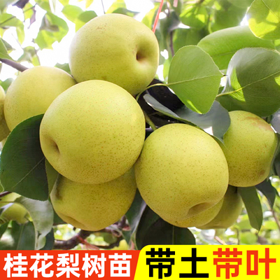 嫁接桂花梨树苗带土带叶包成活