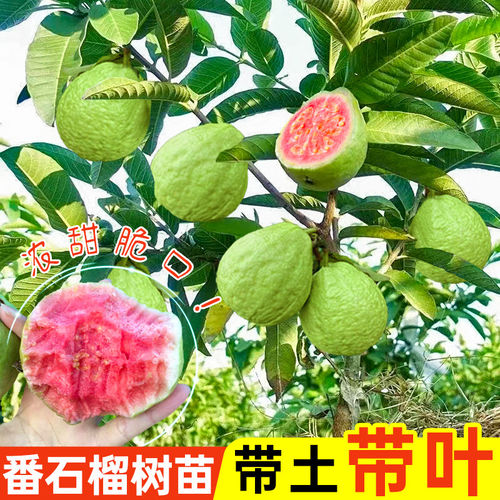 番石榴树苗带土带叶包成活嫁接